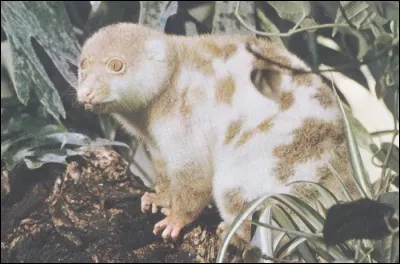 Quel est cet animal ?