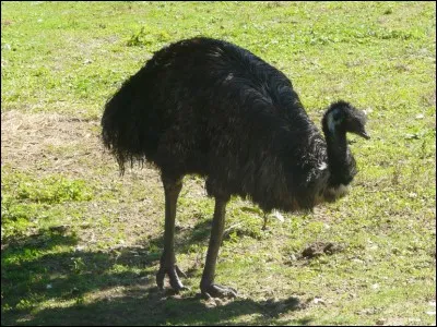 Quel est cet animal ?