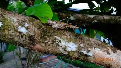 Quel est cet insecte ?