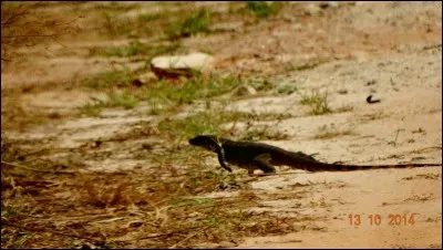 Trouvez la première lettre du nom de cet animal !