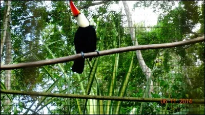 Identifiez l'oiseau !