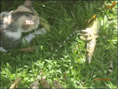 Quel est ce félin, qui a l'air très intéressé par ce lézard ?