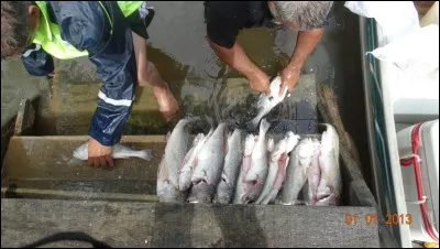 Ces poissons de rivière sont très appréciés des pêcheurs guyanais et des gastronomes, un peu l'équivalent de notre sandre dans l'assiette, qui sont-ils ?
