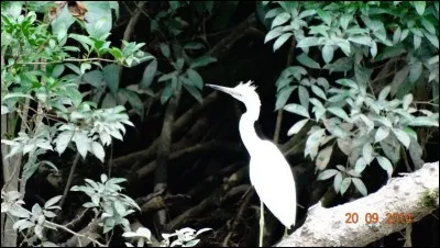 De quoi se nourrit cet oiseau ?