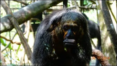 Retrouvez le nom de ce singe !