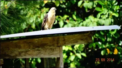 Quel est cet oiseau ?