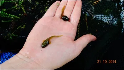 Trouvez le nom d'une fable de La Fontaine, grâce à la photo !