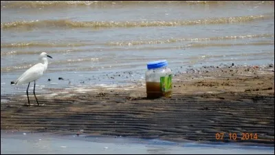 D'après vous, que veut faire l'aigrette ?