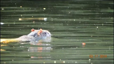 Trouvez le nom de cet animal !
