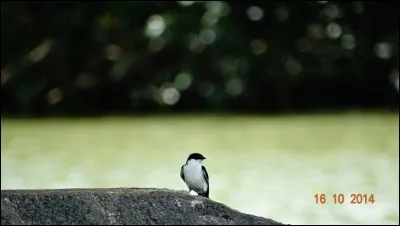 Mettez un nom sur cet oiseau !