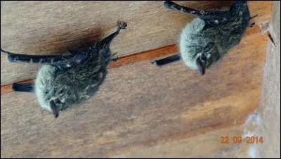 Identifiez ces animaux !