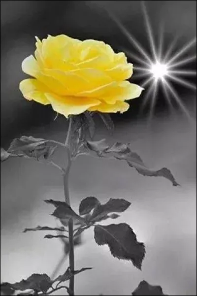 Si la rose jaune symbolise aujourd'hui l'amitié, de quoi était-elle le signe autrefois ?