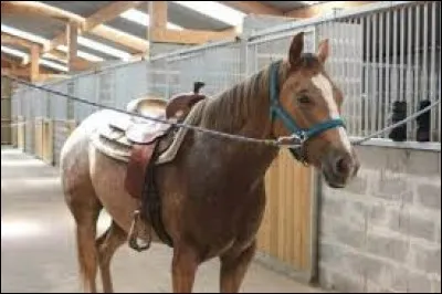 Pourquoi ce cheval est-il attaché de cette manière ?