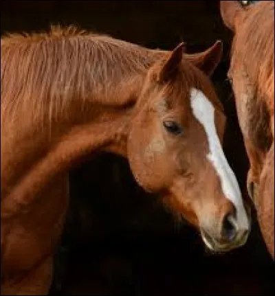 Si les oreilles du cheval sont pointées vers l'avant et qu'il allonge légèrement son encolure alors...