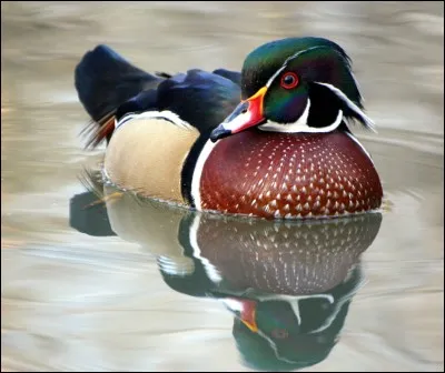 Quel est cet animal ?