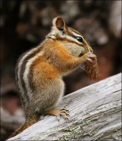Quel est cet animal ?