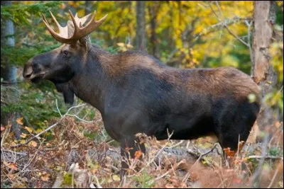 Quel est cet animal ?