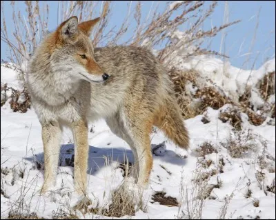 Quel est cet animal ?