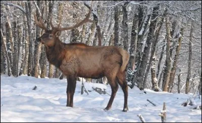 Quel est cet animal ?