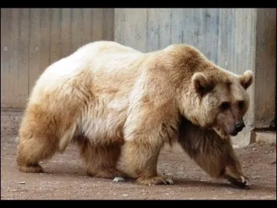 Quel est cet animal ?