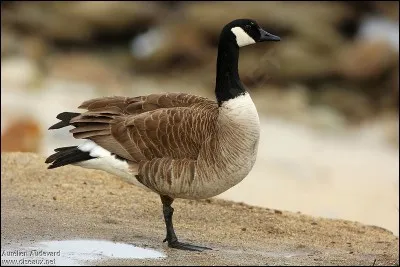 Quel est cet animal ?