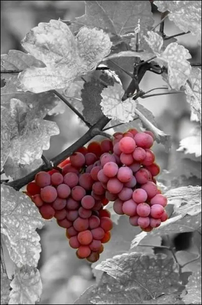 "La Vigne rouge" fut le seul tableau qu'il vendit de son vivant. Qui est cet artiste, ayant vécu à Arles, et à Auvers-sur-Oise, longtemps hospitalisé à Saint-Rémy-de-Provence ?