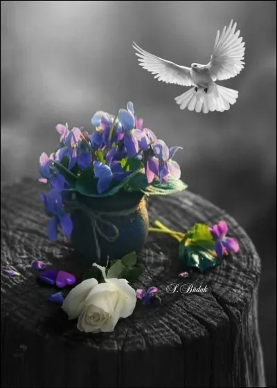 Selon la Genèse, que tenait la colombe dans son bec, quand elle revint voir Noé ?