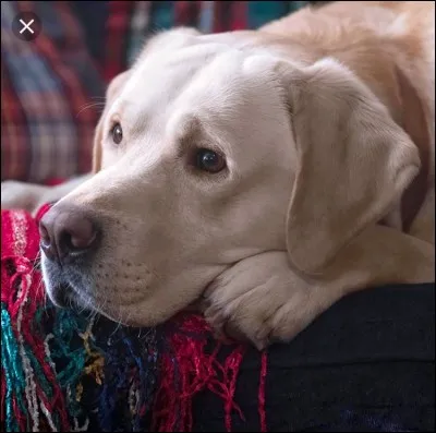 Comment s'appelle le chien d'Archie ?