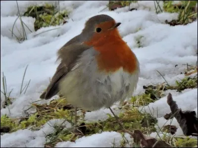 Je connais les brumes claires - La neige rose des matins d'hiver !
