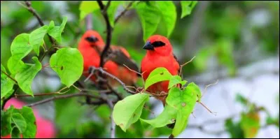 Le matin aux saisons nouvelles - Je vais au bord de la Moselle - Regarder les oiseaux !
