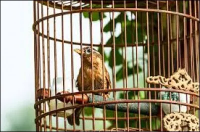 Et un p'tit piaf triste de vivre en prison - Ca met du soleil dans la maison !