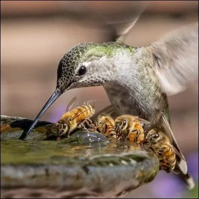 Ca fait rire les oiseaux, oh, oh, oh, rire les oiseaux !