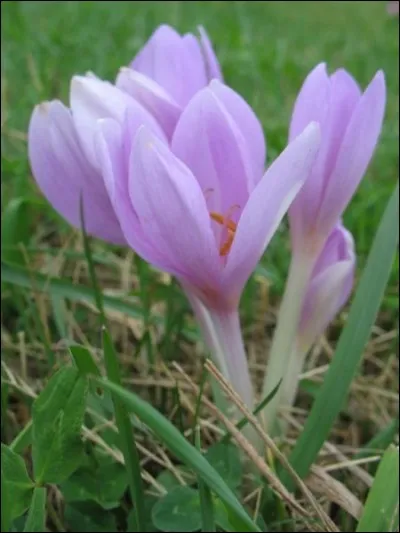 Reconnaissez-vous cette fleur ?