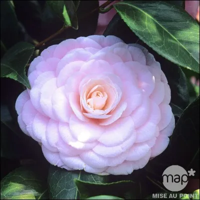 Reconnaissez-vous cette fleur ?