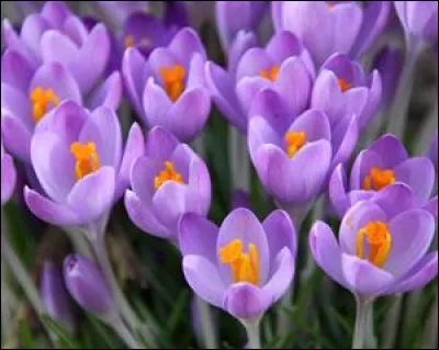 Reconnaissez-vous cette fleur ?