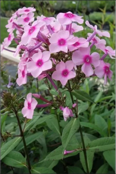 Reconnaissez-vous cette fleur ?