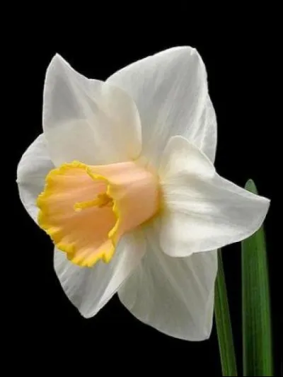 Reconnaissez-vous cette fleur ?