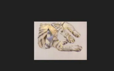 Quiz Anatomie