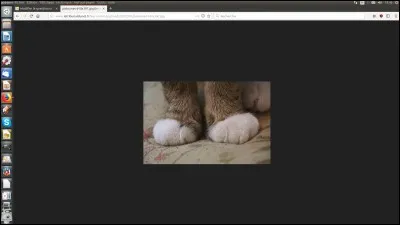 Combien le chat a-t-il de doigts aux membres antérieurs ?