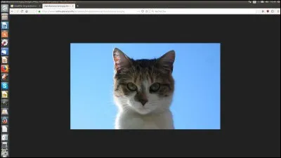 Combien le chat a-t-il de côtes ?