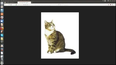 Le calcanéum est situé au niveau des membres postérieurs ou des membres antérieurs ?