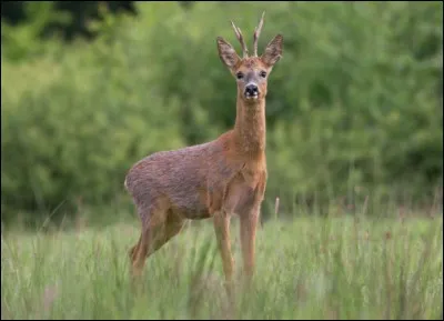 Quel est cet animal ?