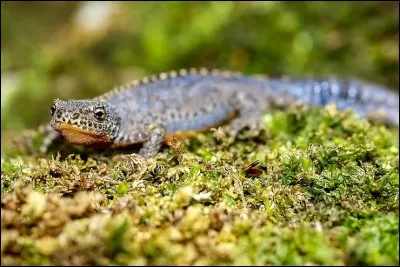 Quel est cet animal ?