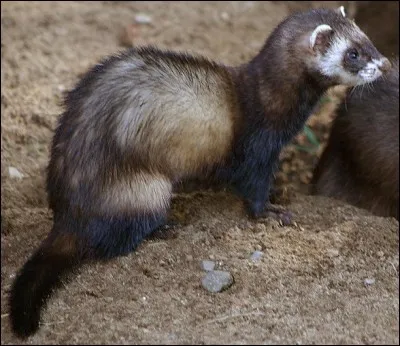 Quel est cet animal ?