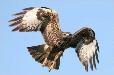 Quel est cet animal ?