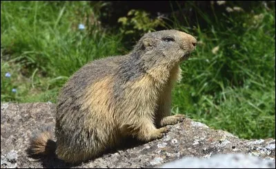 Quel est cet animal ?