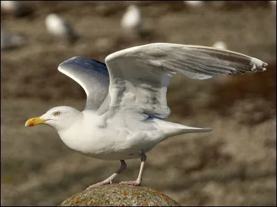 Quel est cet animal ?