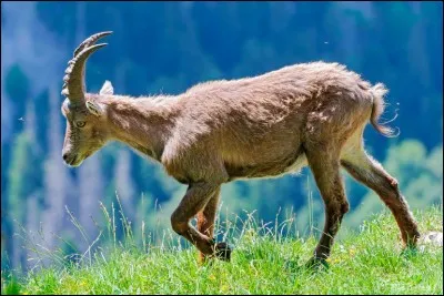 Quel est cet animal ?