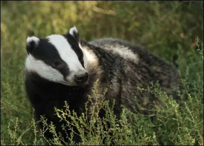 Quel est cet animal ?
