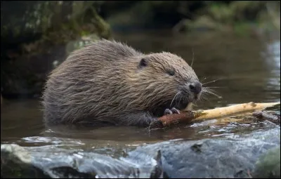 Quel est cet animal ?